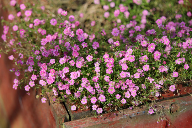 春天的花。图片下载
