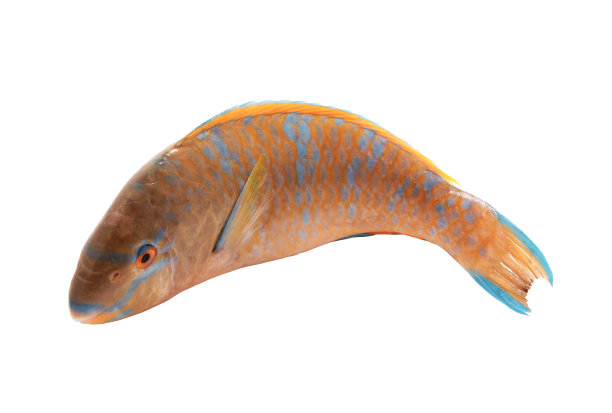 孤立的鹦嘴鱼图片下载