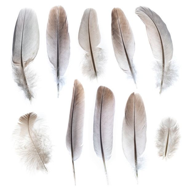 一组羽毛孤立在白色上。图片下载