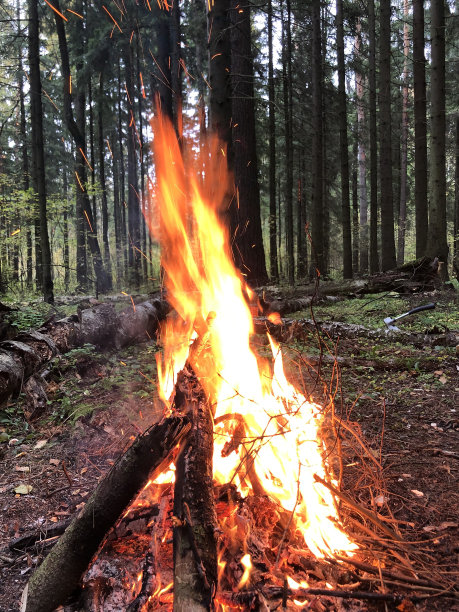 火的力量，森林里熊熊燃烧的篝火。粗树枝着火了。傍晚，野火中燃烧着美丽的松树。木柴燃烧着橙色的火焰。火红的火焰在壁炉的热煤上。图片下载