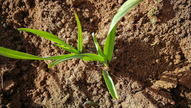 大蒜的栽培图片下载