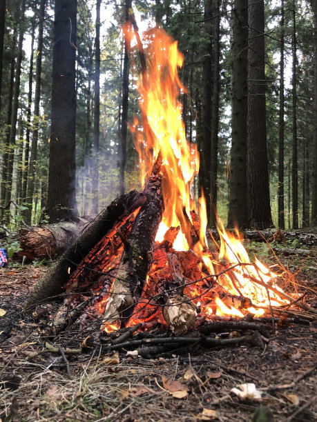 火的力量，森林里熊熊燃烧的篝火。粗树枝着火了。傍晚，野火中燃烧着美丽的松树。木柴燃烧着橙色的火焰。火红的火焰在壁炉的热煤上。图片下载