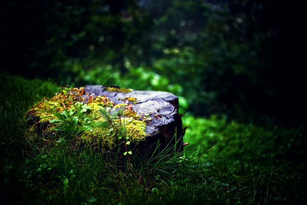 魔法森林里神奇的树桩图片下载