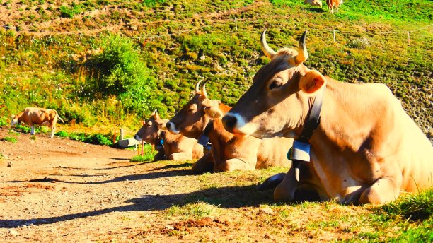 奶牛在农村与阳光图片下载