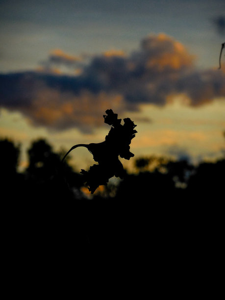 夜幕下的花影图片下载