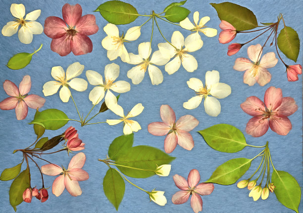 束,小花。水彩画苹果花。ECO的风格。质地，包装图案或问候，卡片，明信片。数字成油画。水彩绘画。剪贴簿元素。图片下载