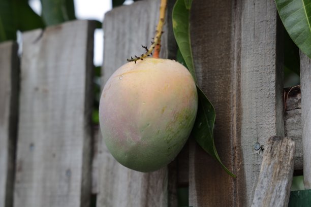 绿色的芒果图片下载