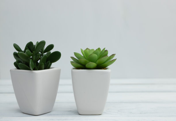 白色桌子上的白色陶罐里的多肉植物。照料家庭植物。在家种菜。文本的地方图片下载