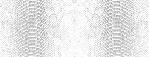 皮肤蛇背景白蛇皮肤纹理特写图片下载