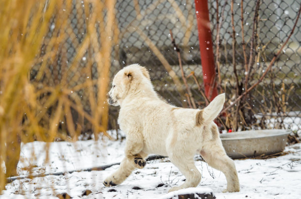 白色的阿拉白小狗在雪地里奔跑，后面的照片，尾巴扬起图片下载