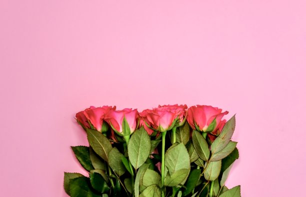 粉红玫瑰背景。图片下载