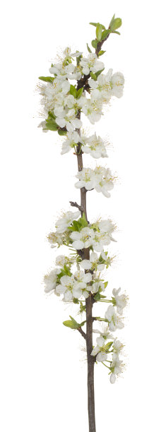 花孤立图片下载