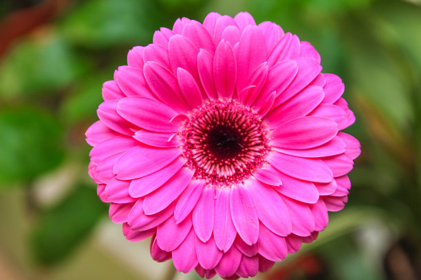 一个单一美丽的红色非洲菊的图像，在一个模糊的背景，选择性聚焦的房间图片下载