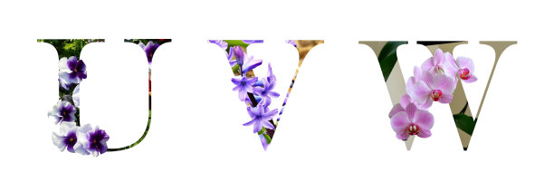 花字体字母u, v, w由真花制成。图片下载