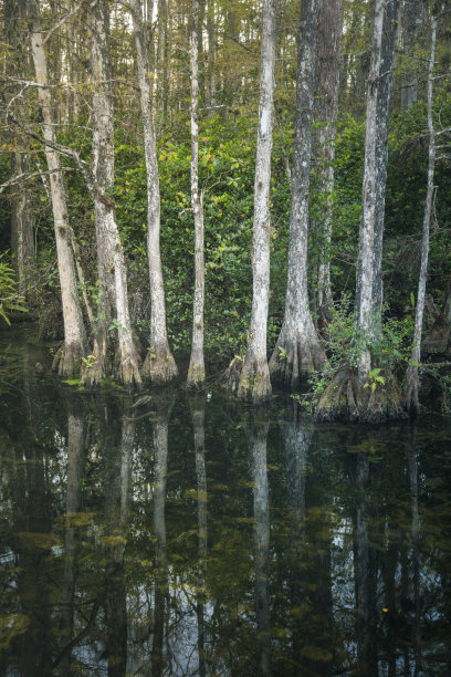 埃弗格莱兹国家公园图片下载
