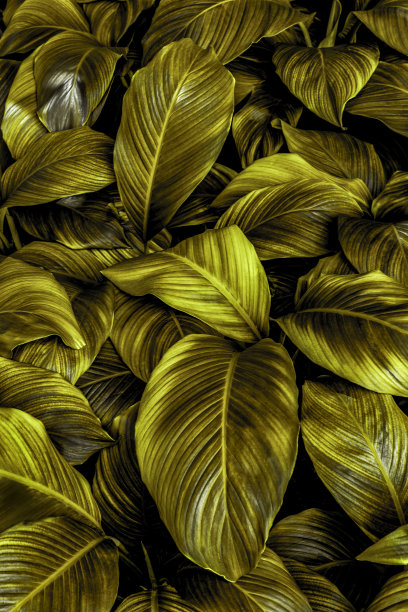 叶，摘要，暗黄色表面，自然背景，热带叶图片下载