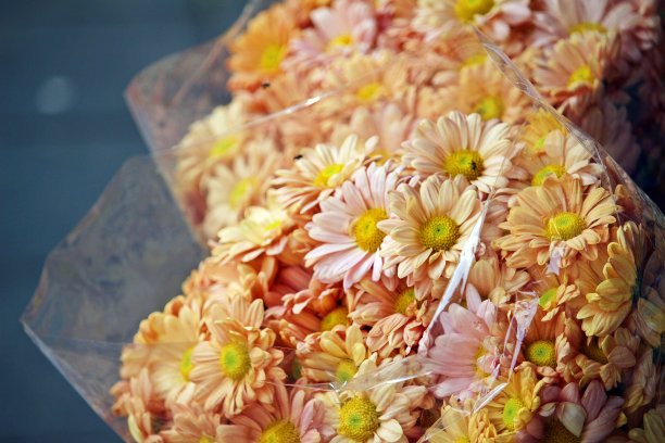 黄粉色非洲菊花图片下载