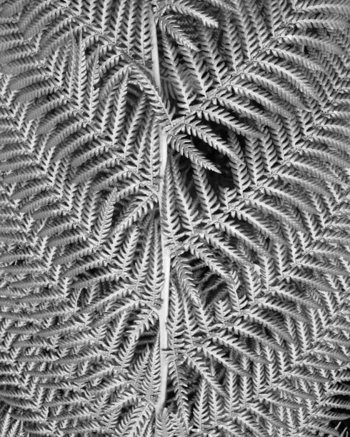 蕨类植物的叶子图片下载