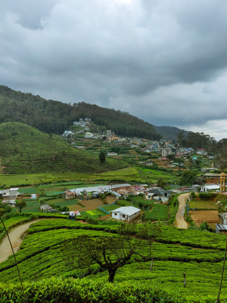 努瓦拉埃利亚， 斯里兰卡图片下载