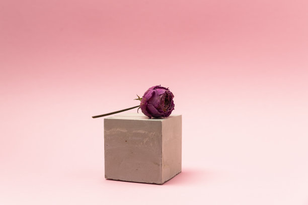 干玫瑰图片下载