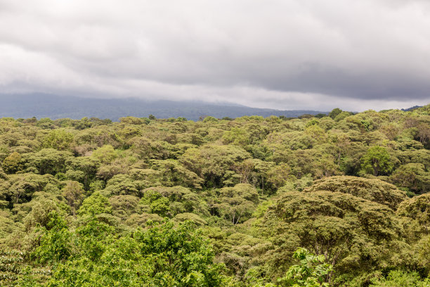 的恩戈罗恩戈罗图片下载