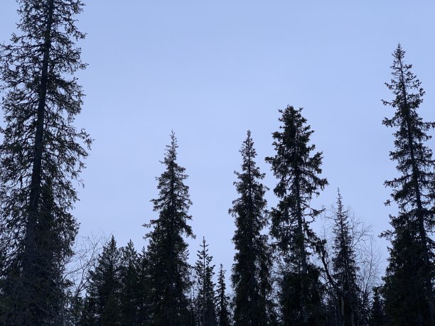 树木的剪影构图。图片下载