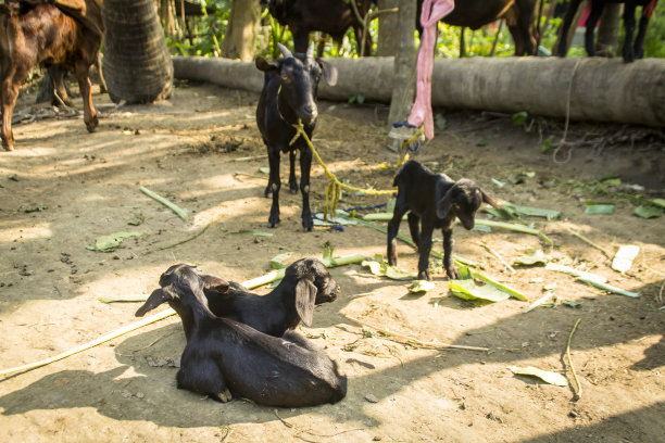 山羊孩子们在一起吃东西，储存照片。图片下载