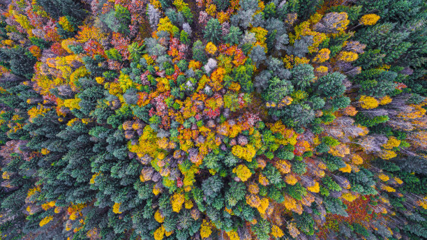 从上面看秋天的森林图片下载