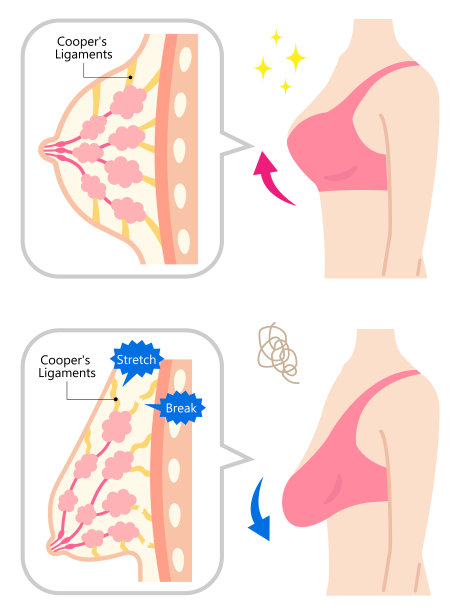 下垂和美丽的胸部与女人的上半身。美体护理理念图片下载