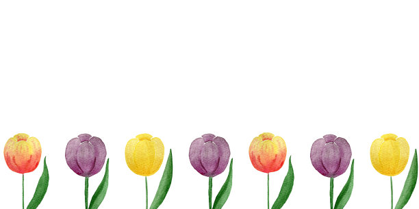 一套彩色郁金香孤立在白色，水彩郁金香花边界与复制空间，母亲节或复活节背景设计图片下载