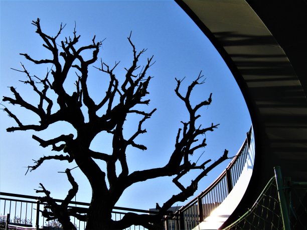 1月。日本。东京。台场。桥下的未来主义景观。图片下载