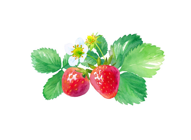 草莓水彩插图trace矢量，花，叶，浆果集图片下载
