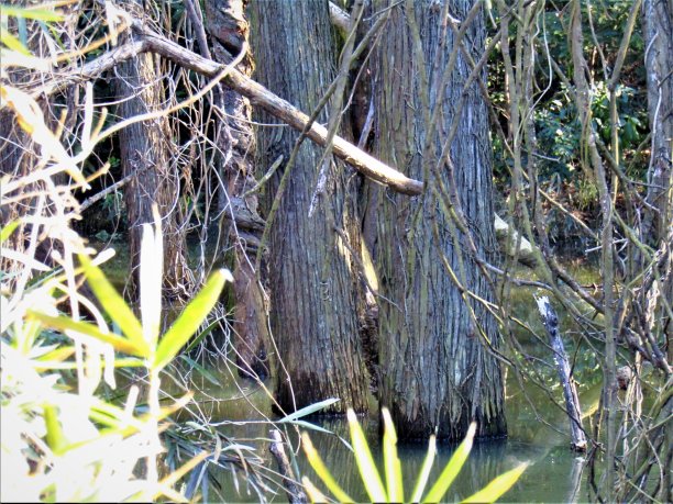 2月。日本。流山市的小森林湖。图片下载