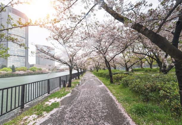 在日本东京美丽的樱花树下散步或樱花树隧道图片下载