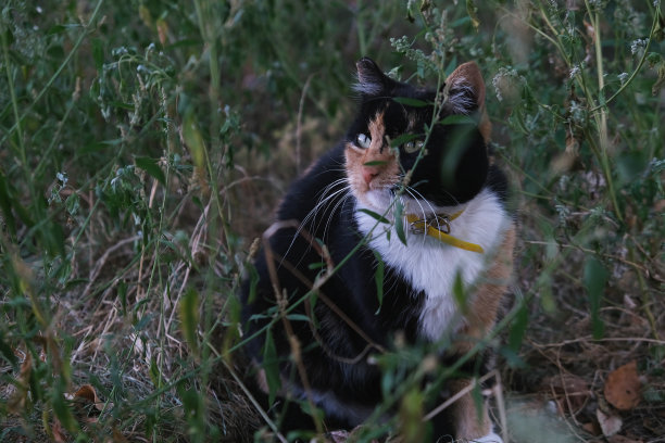 凶猛的野猫从灌木丛中偷偷溜出来图片下载