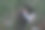 凶猛的野猫从灌木丛中偷偷溜出来图片下载