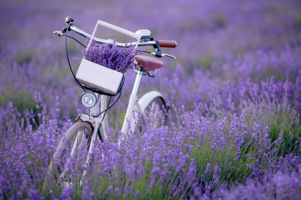 一片薰衣草的田野，一个没有人的田野上有一辆老式自行车的乡村景色图片下载