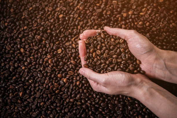 新鲜的咖啡豆素材图片