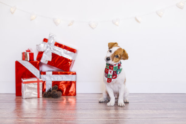 可爱的小狗坐在木地板上看着镜头。圣诞礼物。家里，室内或工作室。圣诞节的概念。他戴着圣诞大手帕图片下载