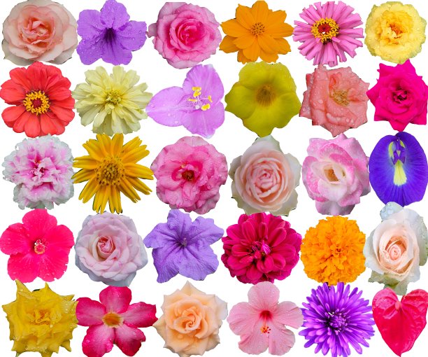 美丽的花朵图案图片下载