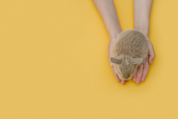 孩子们的手上抱着一只毛茸茸的小兔子。图片下载