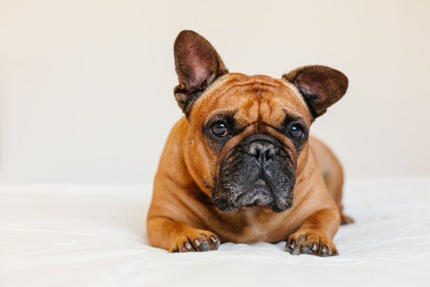 可爱的棕色法国斗牛犬躺在家里的床上，看着摄像机。有趣和好玩的表达。室内宠物和生活方式素材图片