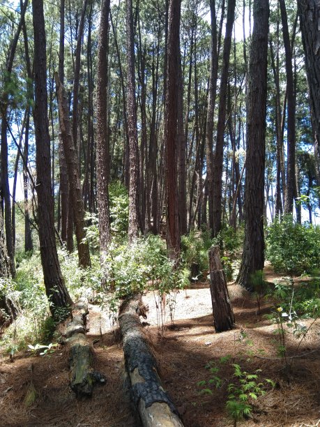 委内瑞拉热带气候中的松林图片下载