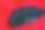 美丽的白色玫瑰花束在性感的红色背景与网和文字空间图片下载