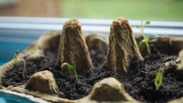 在卵箱里培育幼苗。图片下载