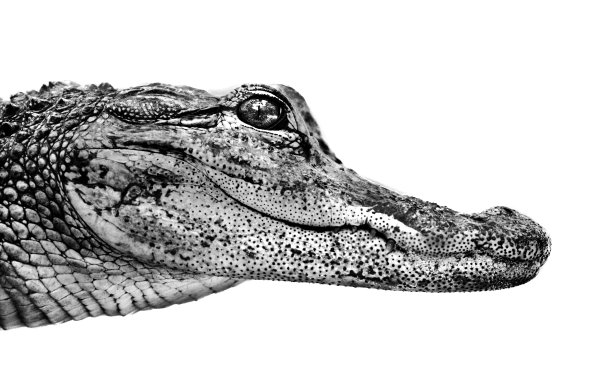 婴儿鳄鱼图片下载