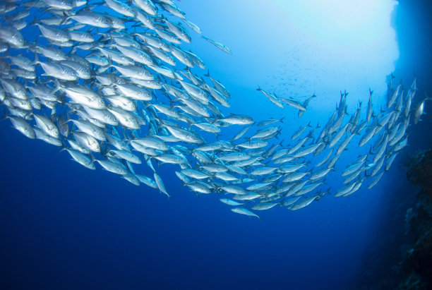 一群鲹鱼图片下载