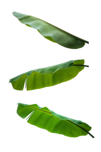绿色的芭蕉叶孤立在白色的背景上，以剪裁路径为设计元素，夏季背景，抽象的绿叶纹理，自然背景图片下载