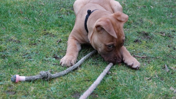 把绳子图片下载