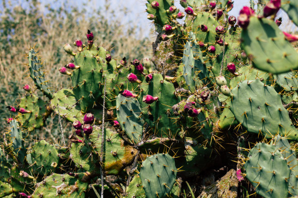 以色列的颜色图片下载